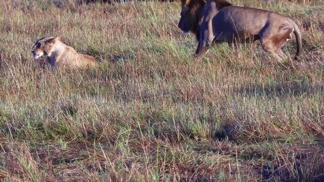 Handheld shot of an adult male lion and lioness resting in tall grass after mating on the Serengeti plains during the Great Migration in Tanzania, Africa.