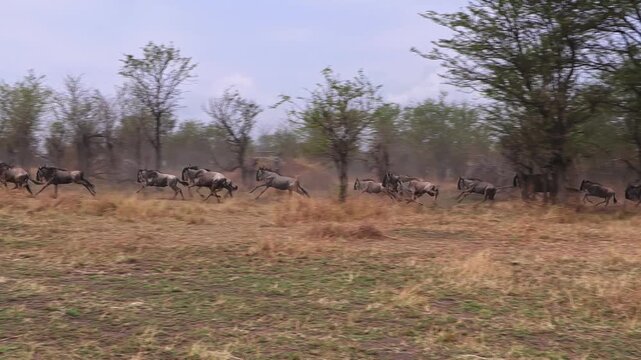Herd of wildebeest stampeding fast and makes a sharp turn in opposite direction, open plains of Serengeti National Park, in Tanzania, Africa, during the Great Migration period.