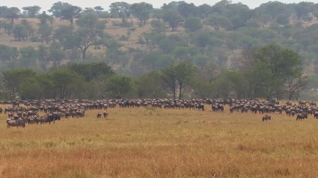 Still wide-angle shot of massive herds stampeding away from camera and toward the tree line, during the Great Migration period across the open plains of Serengeti National Park, Tanzania, Africa.