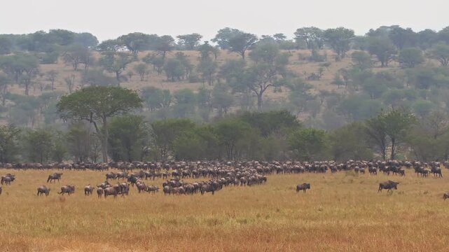 Still wide-angle shot of massive herds stampeding away from the camera, and into the tree line to get shade in the sun-scorched plains of Serengeti National Park, Tanzania, Africa.