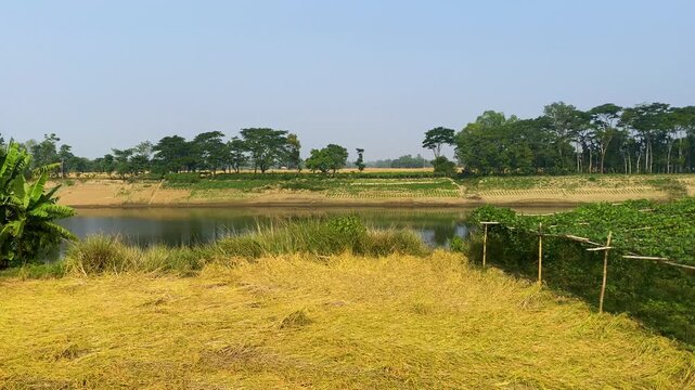 Serene village scenery with Ripe paddy field and rural path in front of cottage, with bean plants cultivated in Bangladesh.