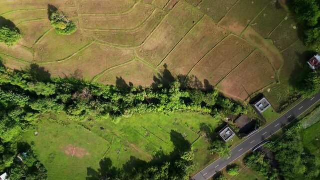 Aerial top-down view of lush fields bordered by a country road and dense greenery on Guimaras Island. Ideal for agricultural studies or rural landscape projects.