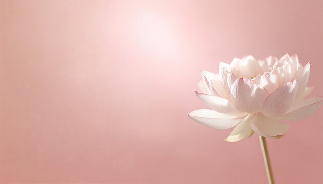 Beautiful white lotus flower and nature on soft pastel pink background. Copy space. Romantic beautiful background
