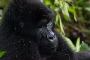 Peaceful expression of a mountain gorilla in the jungle © Janica