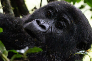 Intense gaze of a mountain gorilla in the wild © Janica