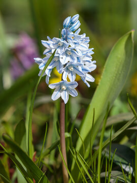Pushkinia is cultivated as an ornamental plant &mdash;in rock gardens , in group plantings, and sometimes for cut flowers. It is propagated by bulbs, pups, and seeds