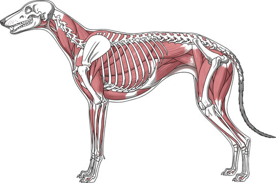 Dog Anatomy Illustration with Muscular and Skeletal Structure, Detailed Veterinary Study of Canine Body for Education, Biology, and Medical Graphics