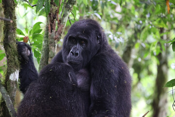 Close-up portrait of a mountain gorilla in the jungle © Janica