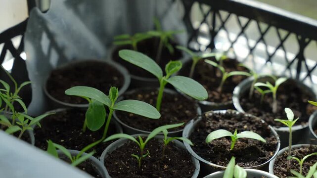 Cucumber and pepper seedlings growing in plastic cups inside a crate on a balcony, sustainable lifestyle theme, springtime festivity.