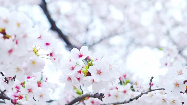 Rainy White Sakura Blossoms with Soft Bokeh, Delicate Spring Floral Background