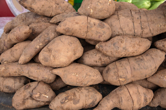 Cassava, Agriculture, Plant, Root, Agricultural Field