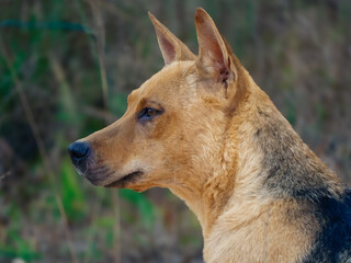 Close-up Profile Portrait of a Tan and Black Medium-Sized Dog © Elia