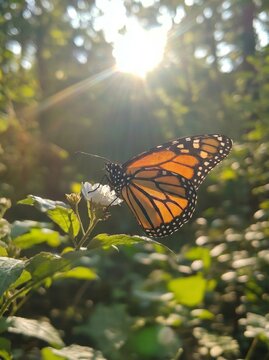 Monarch Butterfly on White Wildflower with Sunlight, Nature Macro Background