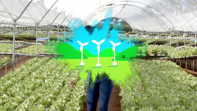 Vertical video: Starting grower in denim checking lettuce in hoophouse for pests with turbine icons