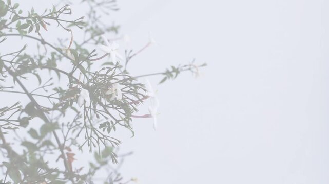 Climbing plant holding left frame while roof edge entering casting diagonal shadow, aiding design