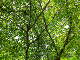 Fototapeta premium Upward view of dense green canopy with vibrant sunlit leaves and tall trees in tropical Indonesia. Fresh foliage creates bright natural pattern, outdoor background, sunlight filtering through greenery