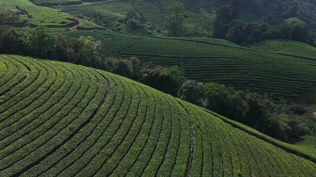 Mountain Tea Plantations 