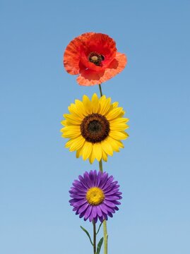 Poppy, Sunflower and Purple Aster Flowers Stacked Vertically on Blue Background, Minimal Floral Design