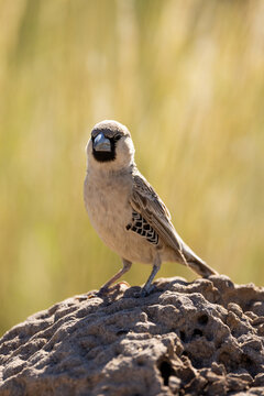 a portrait of a sociable weaver
