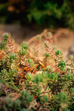 macro cluster of firebugs on plant debris among sedum with vivid red black pattern in soft natural light