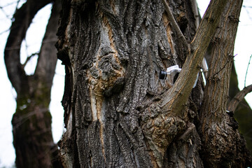 Fototapeta premium A piece of plastic is wedged into the deep creases of an old tree. The scene highlights careless litter and the mark it leaves on living bark in an urban park.