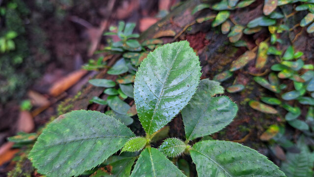 Strobilanthes Crispa Medicinal Plant Foliage in Tropical Jungle, Herbal Leaves Close Up