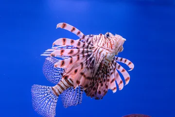 Pterois volitans or red lionfish © Elena Odareeva