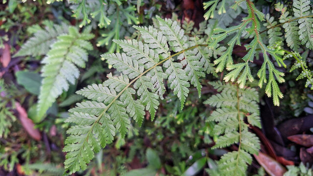 Lush Green Rabbit&rsquo;s Foot Fern with Lacy Fronds in Tropical Natural Environment, Botanical Foliage Background