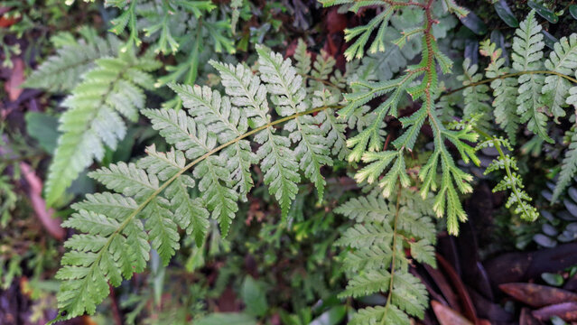 Lush Green Rabbit&rsquo;s Foot Fern with Lacy Fronds in Tropical Natural Environment, Botanical Foliage Background