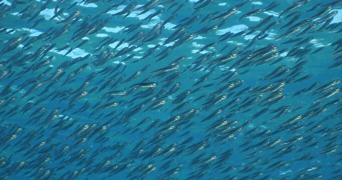 silversides   under sun shine and beams underwater silverside fish school wavy sea protection Atherina boyeri