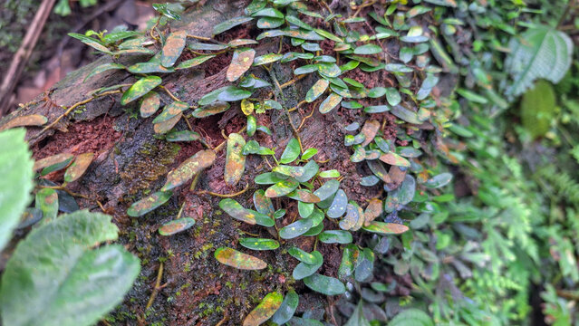 Marcgravia Plant Growing on Mossy Ground in Humid Tropical Environment, Botanical Close Up