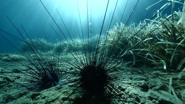 sun rays and sun beams on sea urchins underwater sea grass mediterranean