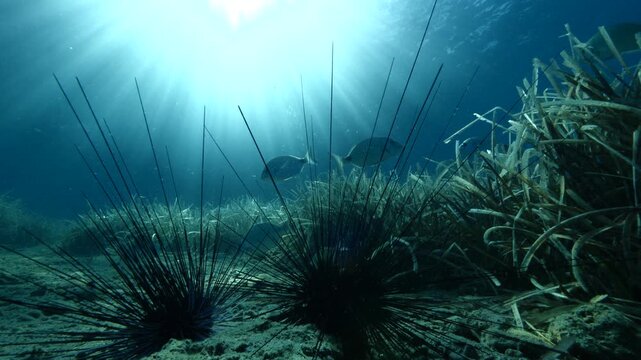 sun rays and sun beams on sea urchins underwater sea grass mediterranean