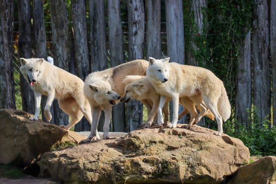 meute de loups artiques
