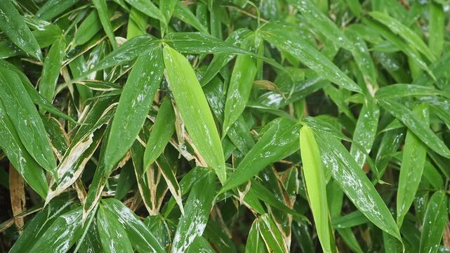 雨の登山道。雨粒と風に揺れる草木。高山の森林の景色。悪天候。雨具や長靴など足元の備え。準備と注意喚起。登山届。計画と判断。