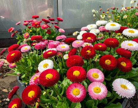 Vibrant English Daisy Pomponette Flowers In Red Pink And White Colors Growing In A Commercial Greenhouse Nursery Garden