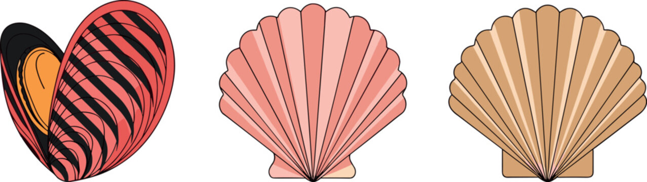 Seashell collection with scallop shells and open mussel illustration isolated on white background for marine design beach decoration and ocean themed concepts