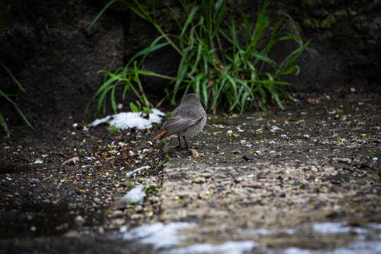 Back view of a black redstart walking away across damp ground with scattered seeds and melting snow. The scene suggests patient foraging and the return of seasonal life