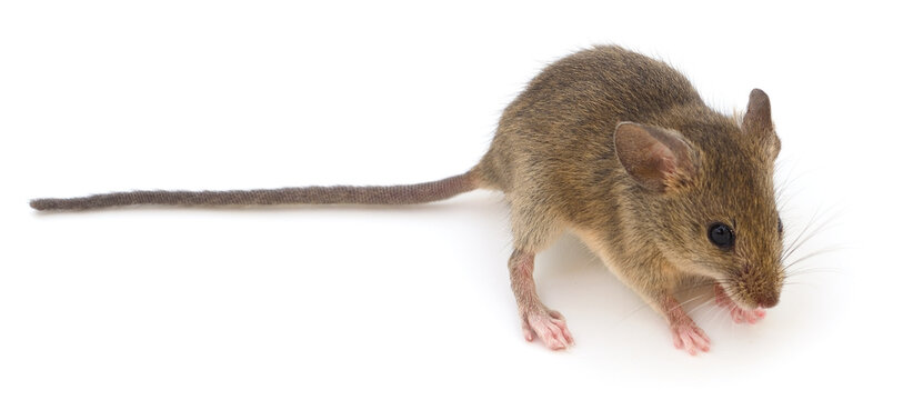 Small wood mouse isolated on white background