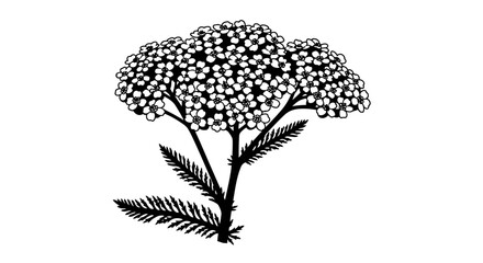 Illustration of a Yarrow plant with delicate white flowers and feathery leaves. © azka