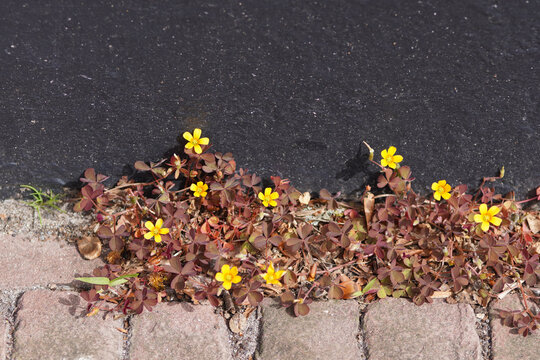 Oxalis corniculata, creeping woodsorrel, procumbent yellow sorrel, sleeping beauty. Yellow flowers, street, black wall. Spring, April, Netherlands