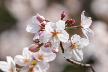 さくら © photop5