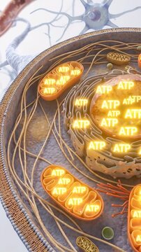 Mitochondrion cell glucose metabolism process atp energy organelle respiration bioenergetics neuron synapse neurotransmitter brain nerve membrane cytoplasm nucleus molecular pathways and respiration