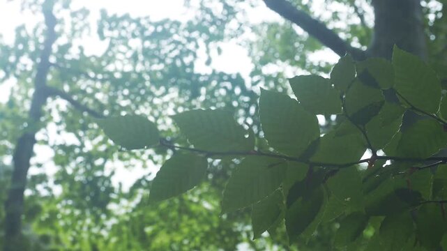 雨の登山道。雨粒と風に揺れる草木。高山の森林の景色。悪天候。雨具や長靴など足元の備え。準備と注意喚起。登山届。計画と判断。