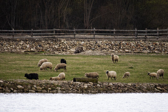 Sheep spread across the shore of a quiet reservoir feeding on young grass. Wooden fencing and a rocky berm frame the pasture as muted forest tones suggest a cool and overcast spring day.