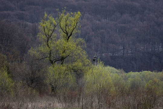 Moody spring landscape with a tall tree just leafing out above a meadow. Distant hills melt into soft haze creating depth and a quiet atmosphere as tender green growth signals renewal.