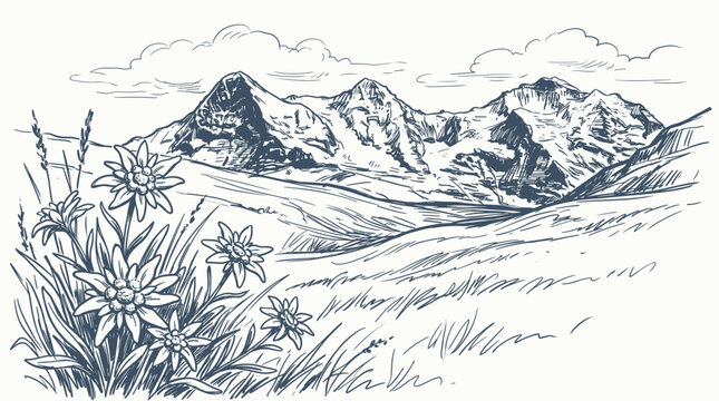 Alpine landscape sketch with edelweiss flowers, snow-capped mountains and meadows, hand-drawn vector illustration