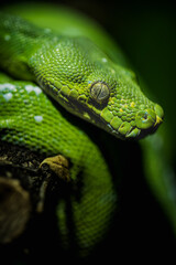 Fototapeta premium Green Tree Python, Morelia viridis, wrapped around a tree branch