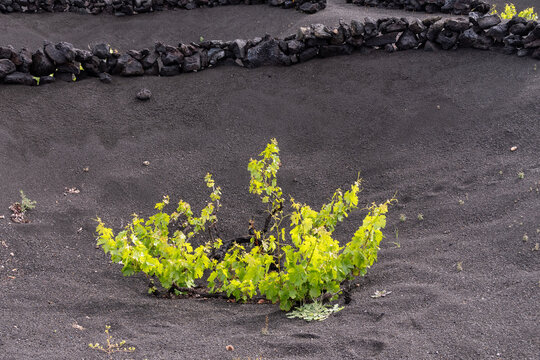 Vi&ntilde;a protegida por muro en La Geria Lanzarote