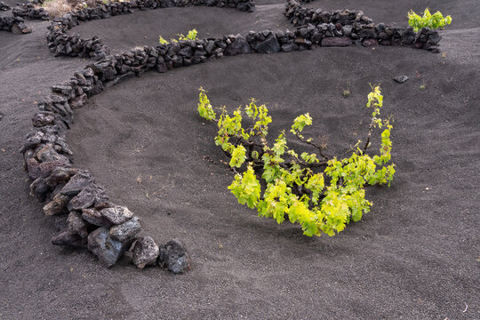 Vi&ntilde;a protegida por muro en La Geria Lanzarote
